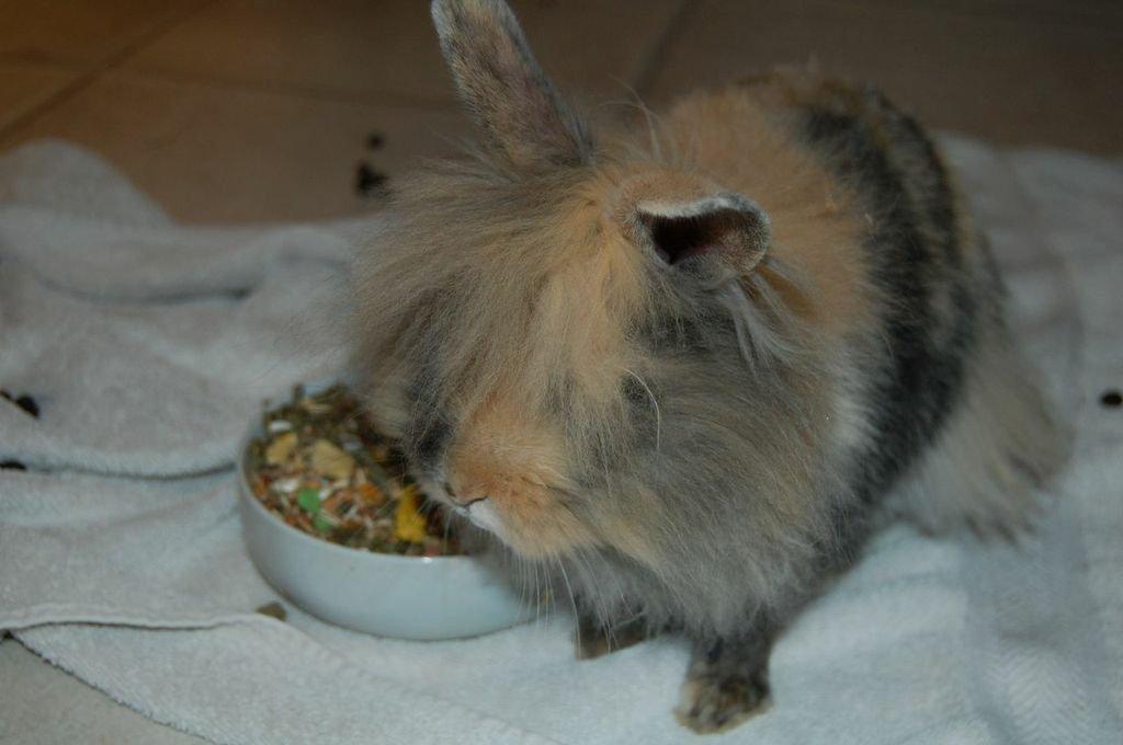 Kanin Misty *endnu en stjerne i himlen:'( * billede 3