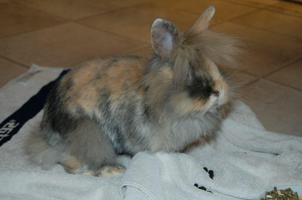 Kanin Misty *endnu en stjerne i himlen:'( * billede 4