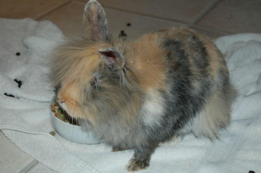 Kanin Misty *endnu en stjerne i himlen:'( * billede 5