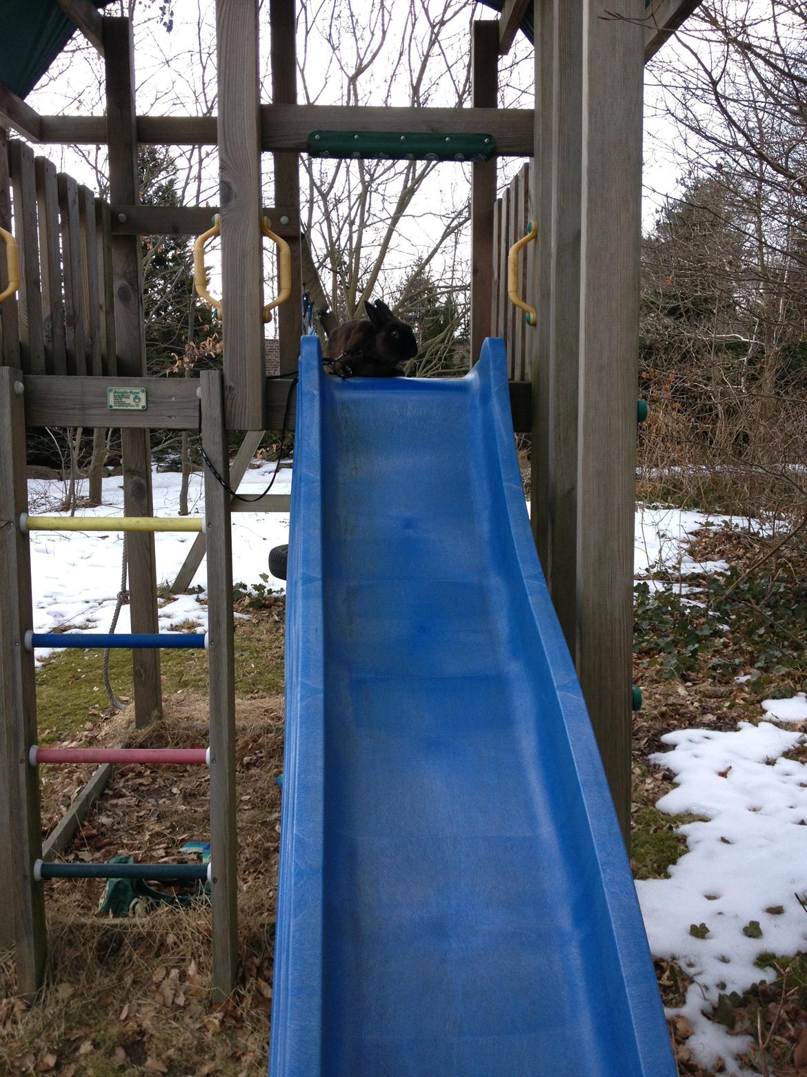 Kanin Malthe billede 3