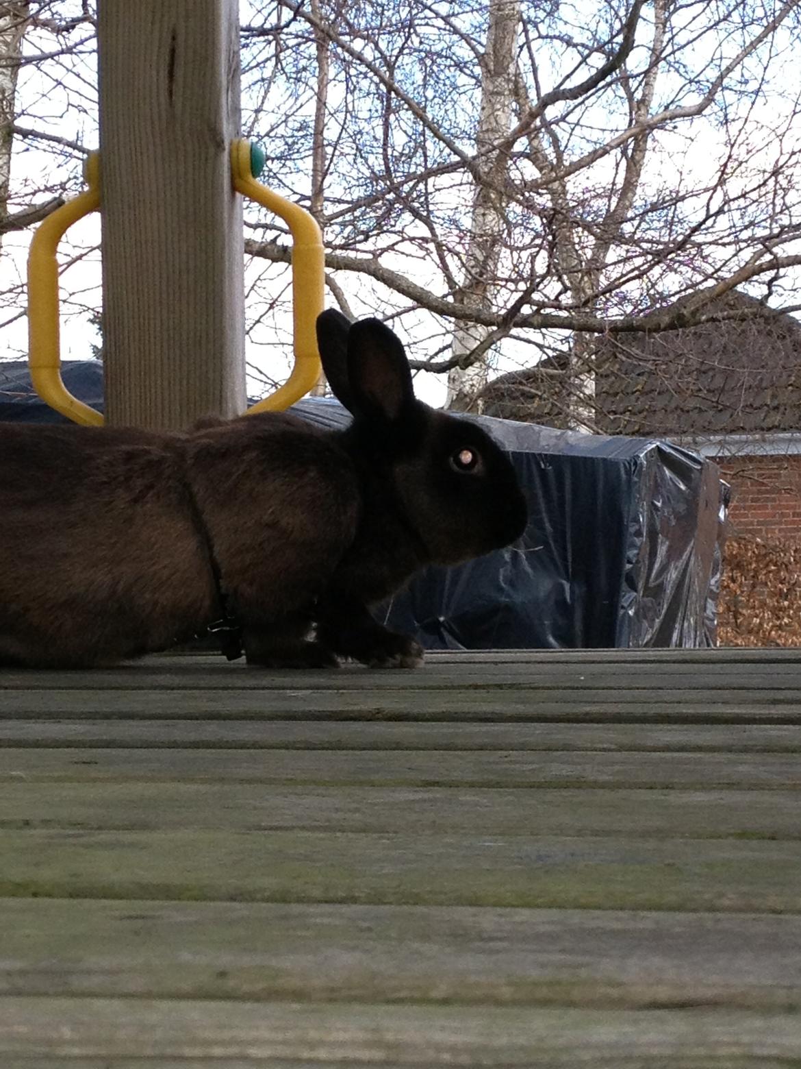 Kanin Malthe billede 4