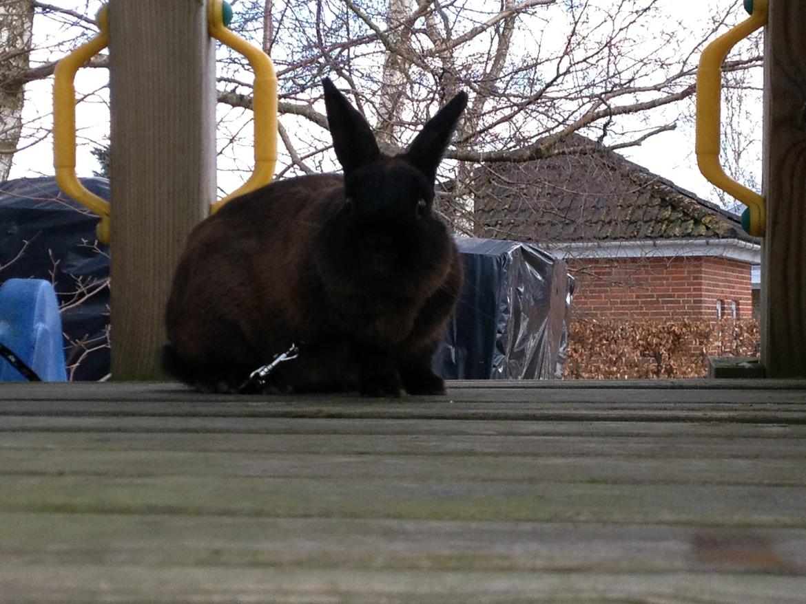 Kanin Malthe billede 5