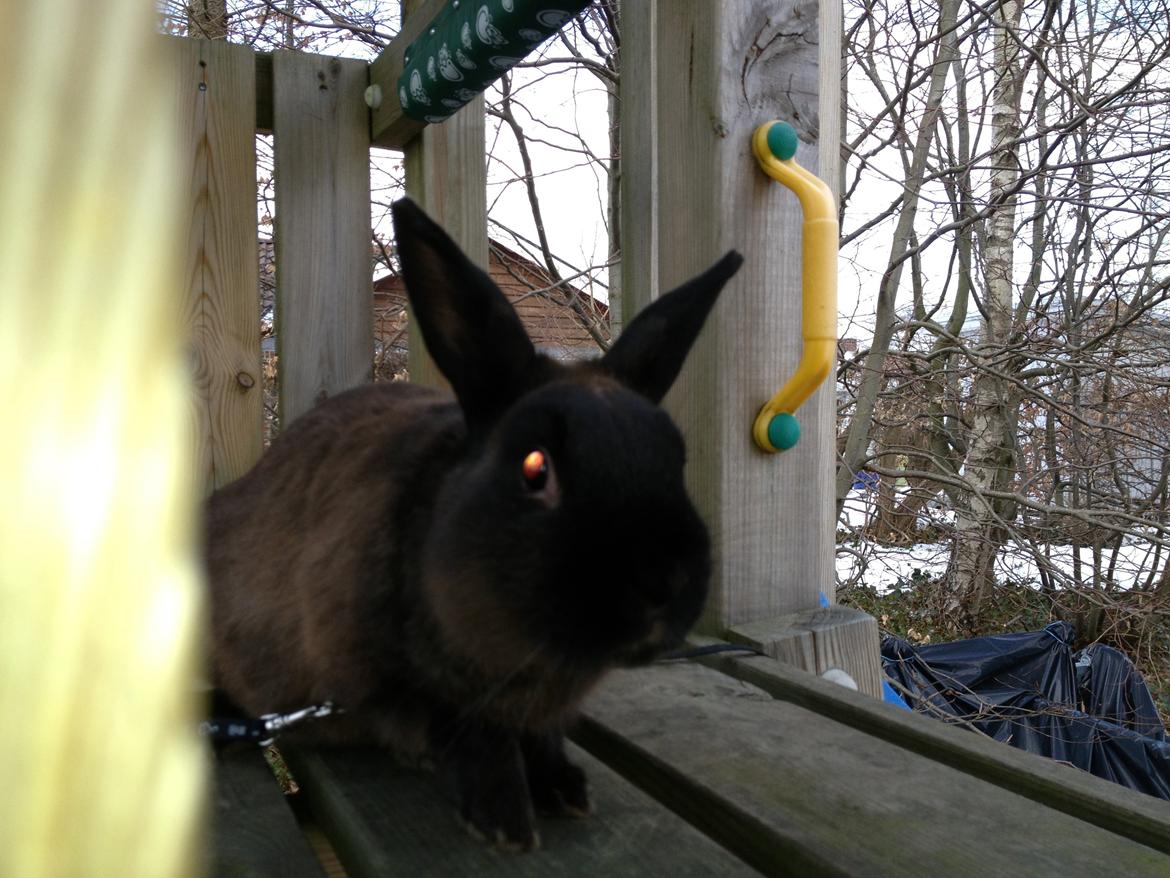 Kanin Malthe billede 6