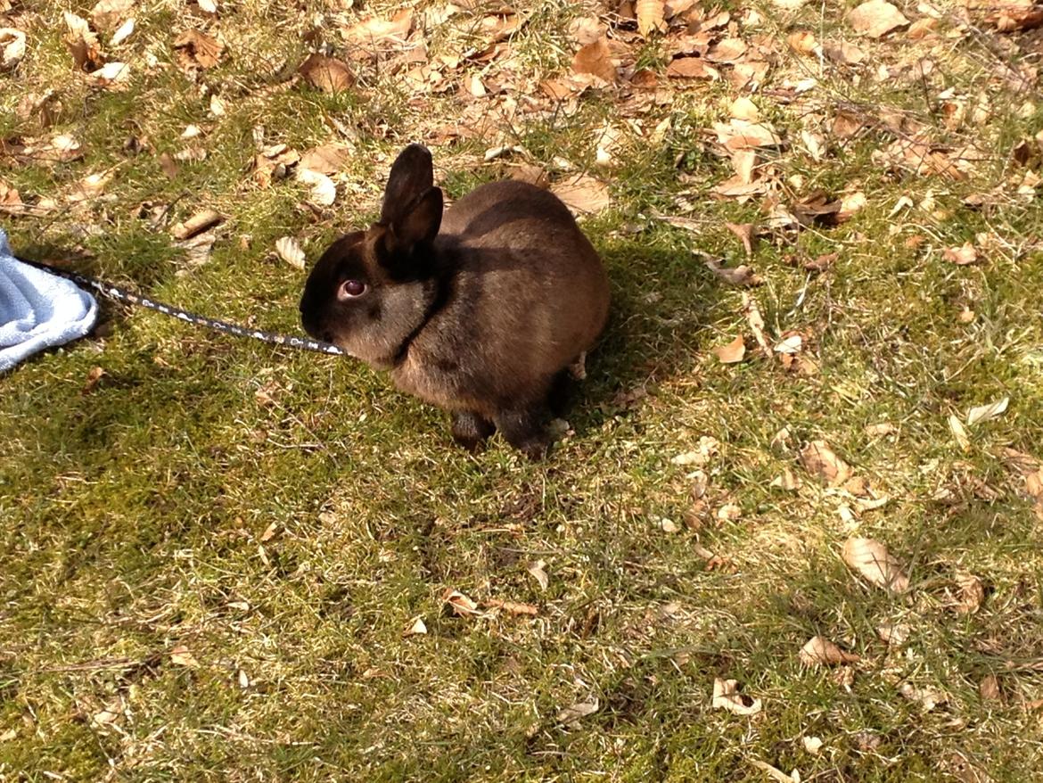 Kanin Malthe billede 7