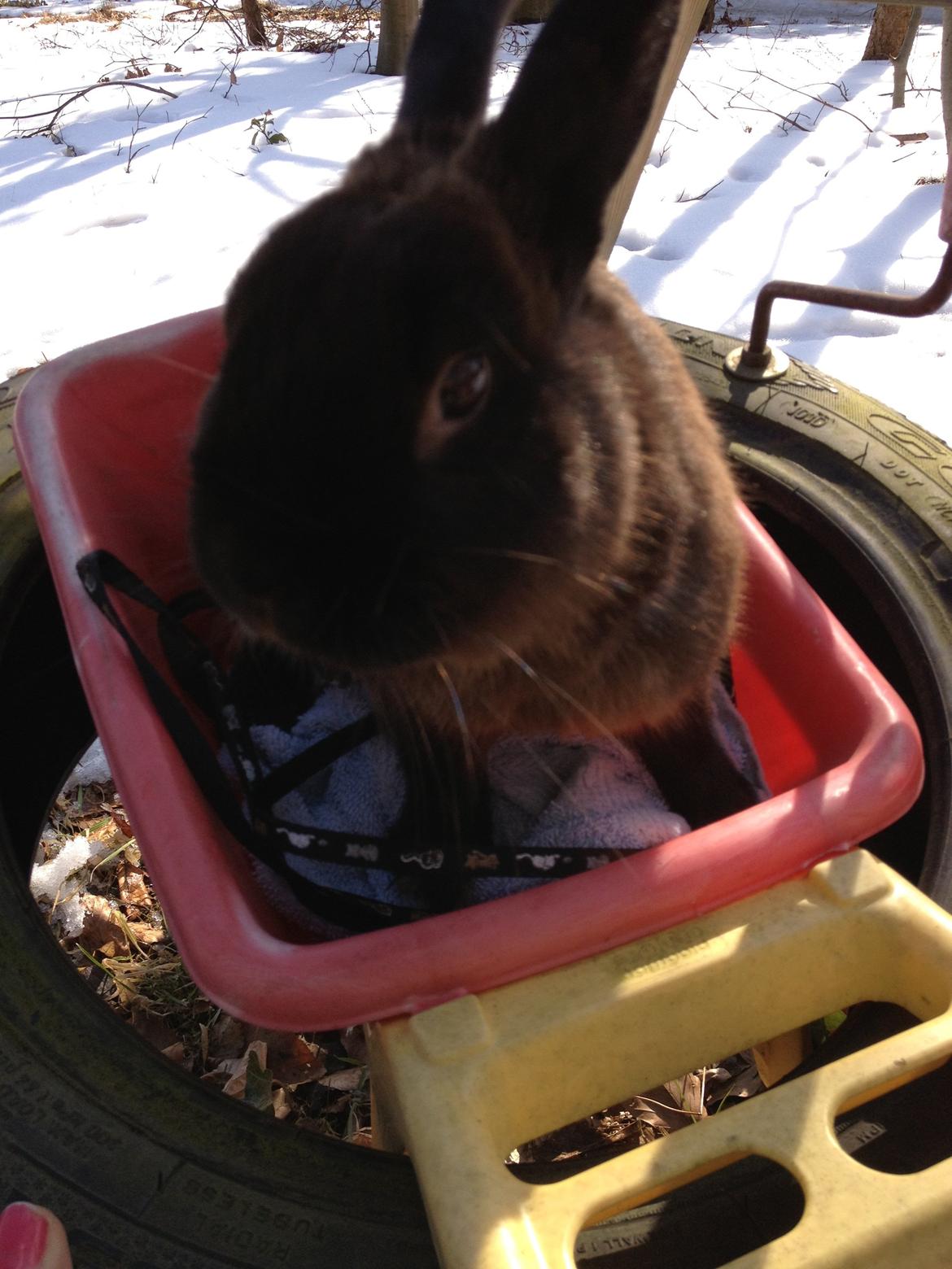 Kanin Malthe billede 8