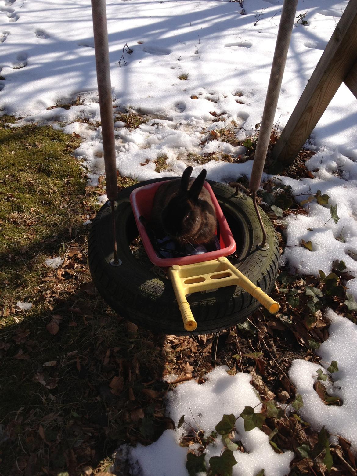 Kanin Malthe billede 9