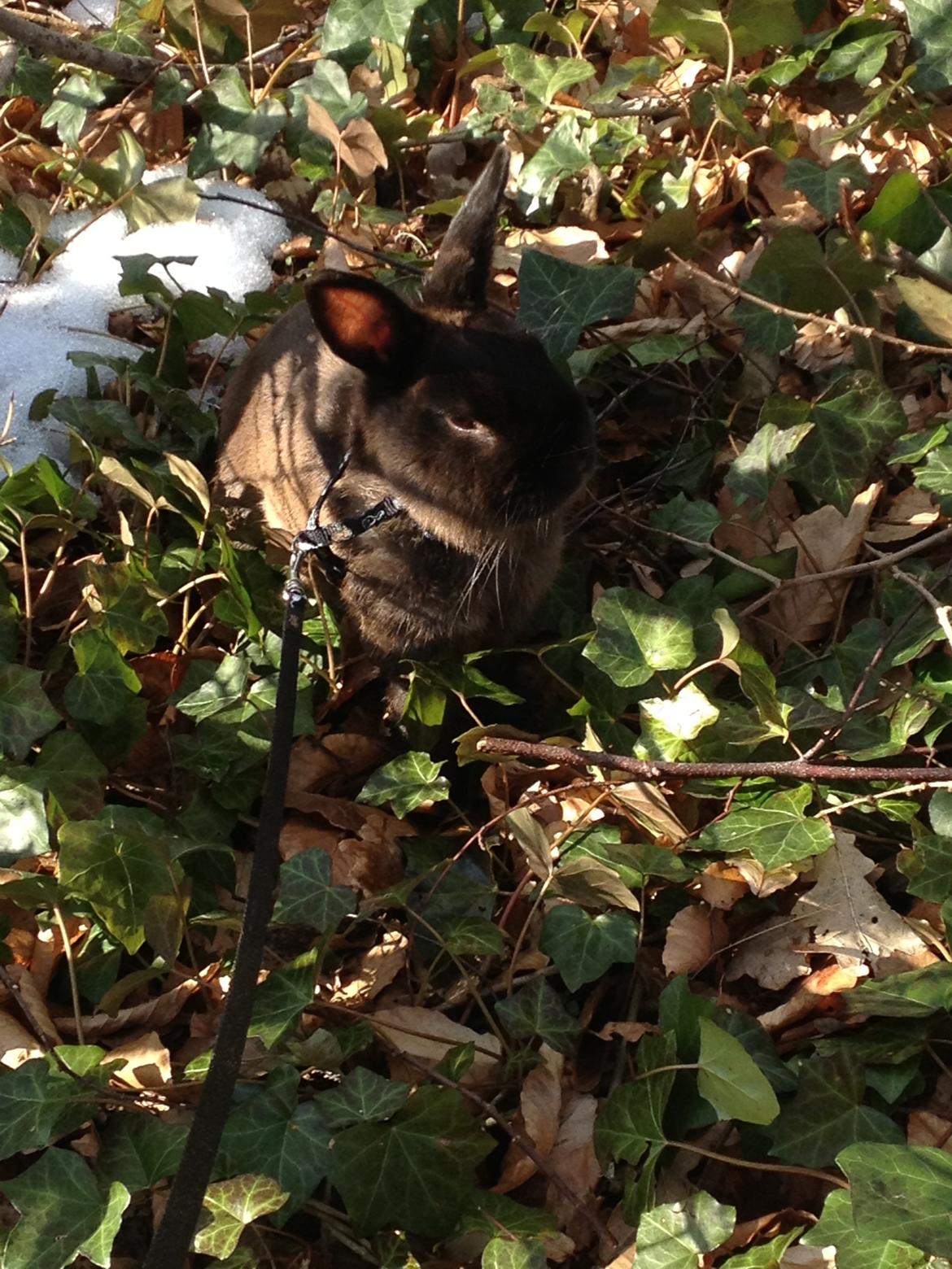 Kanin Malthe billede 10