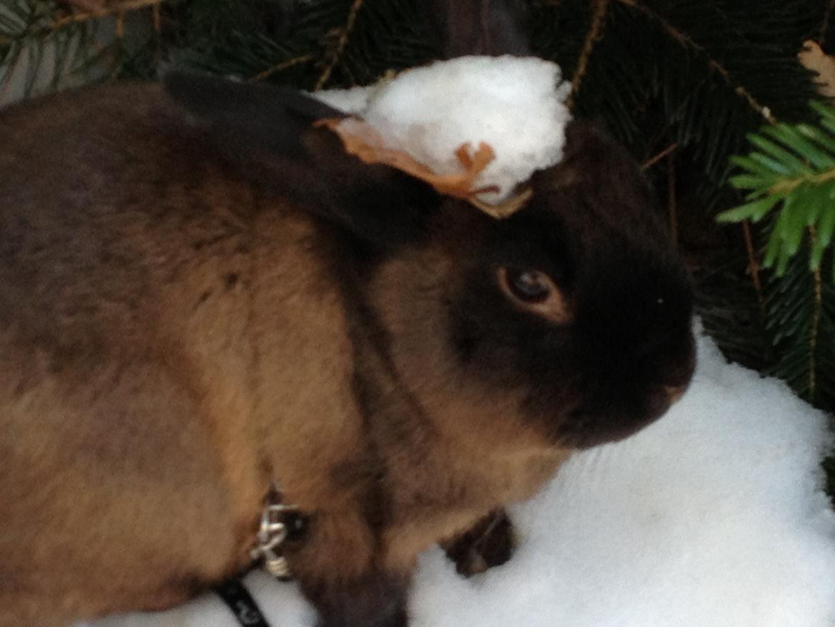 Kanin Malthe billede 11