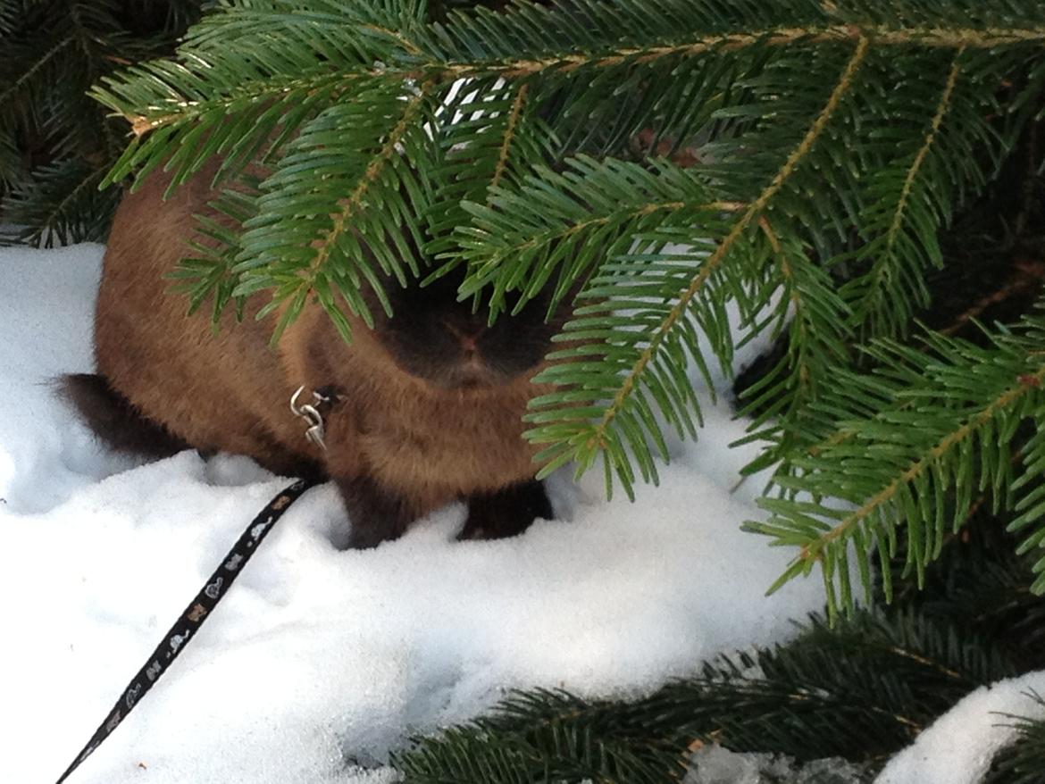 Kanin Malthe billede 12