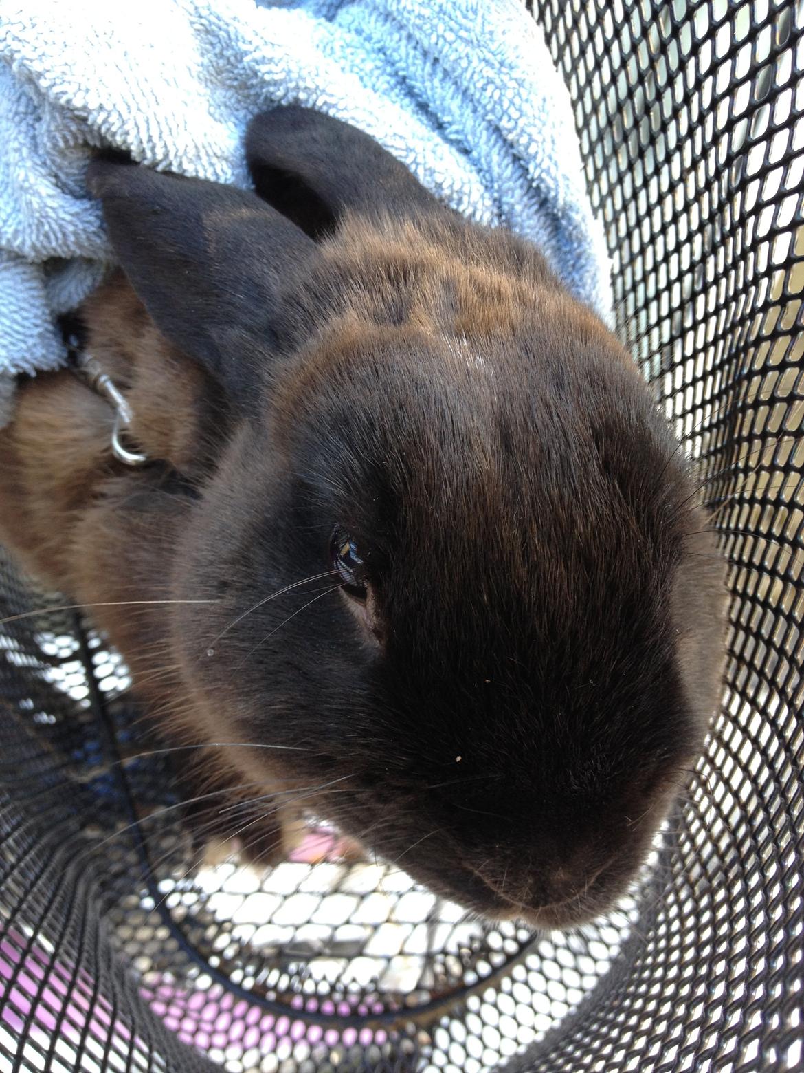 Kanin Malthe billede 13