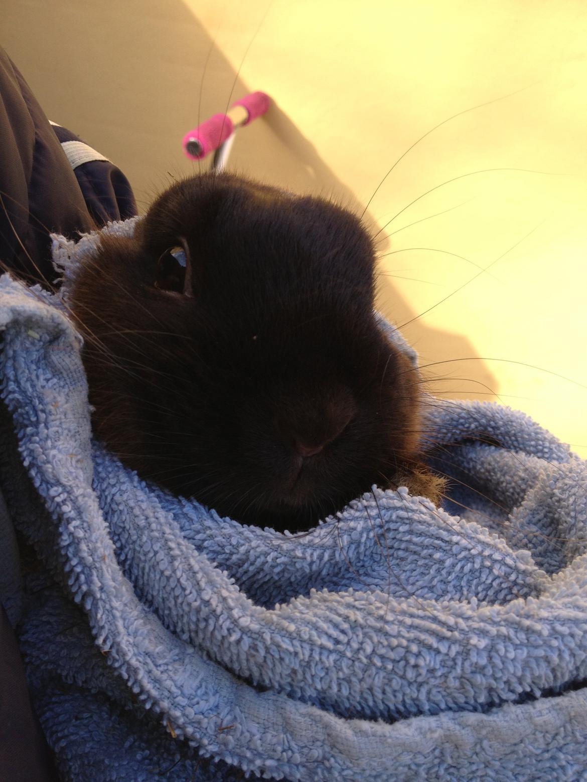 Kanin Malthe billede 14