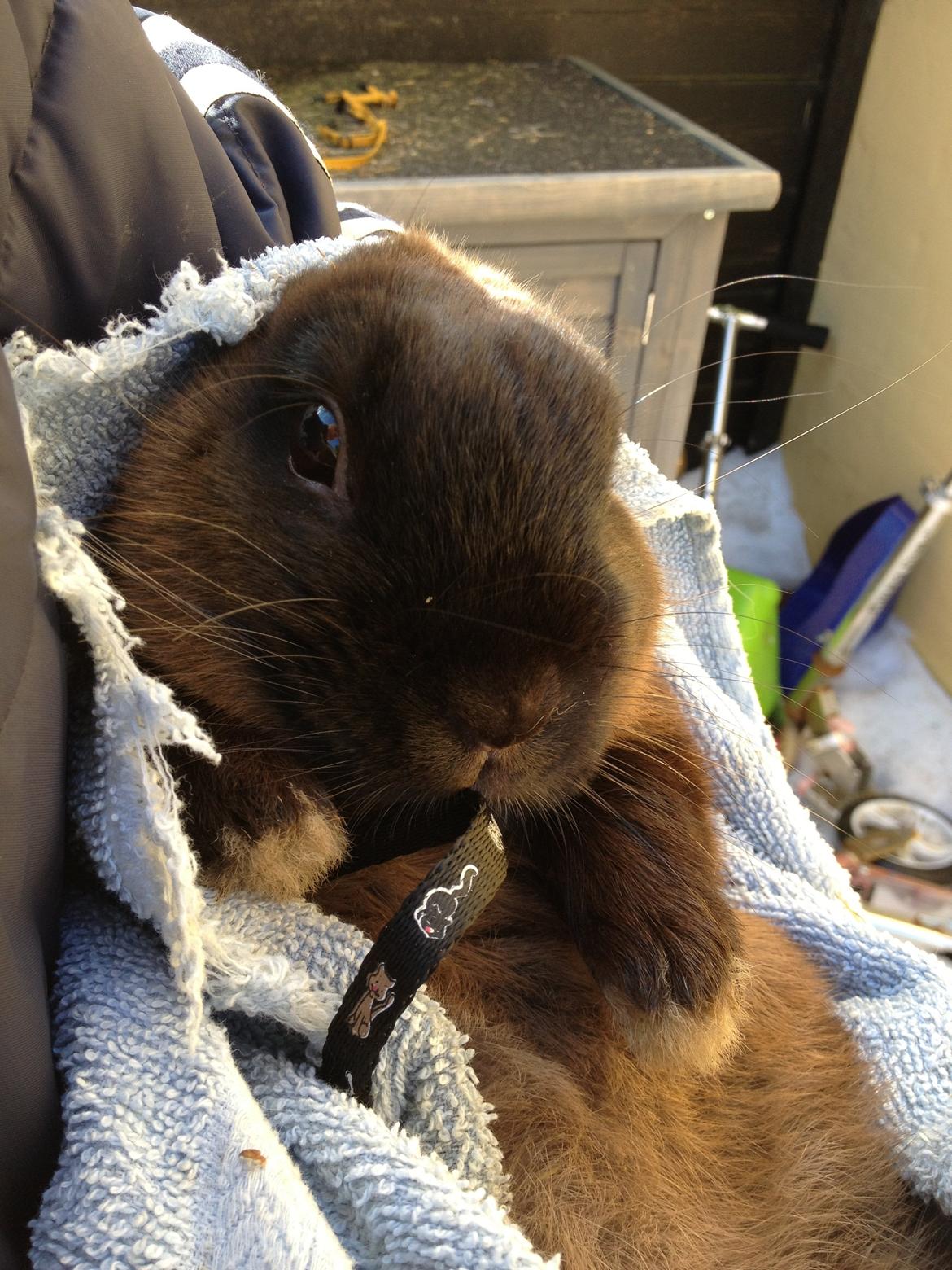 Kanin Malthe billede 15