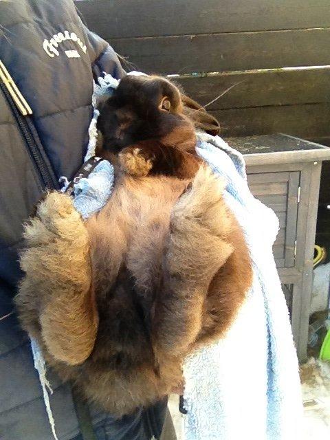 Kanin Malthe billede 16