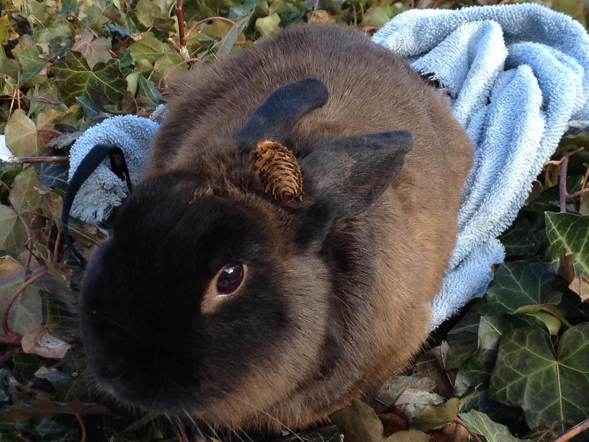 Kanin Malthe billede 17