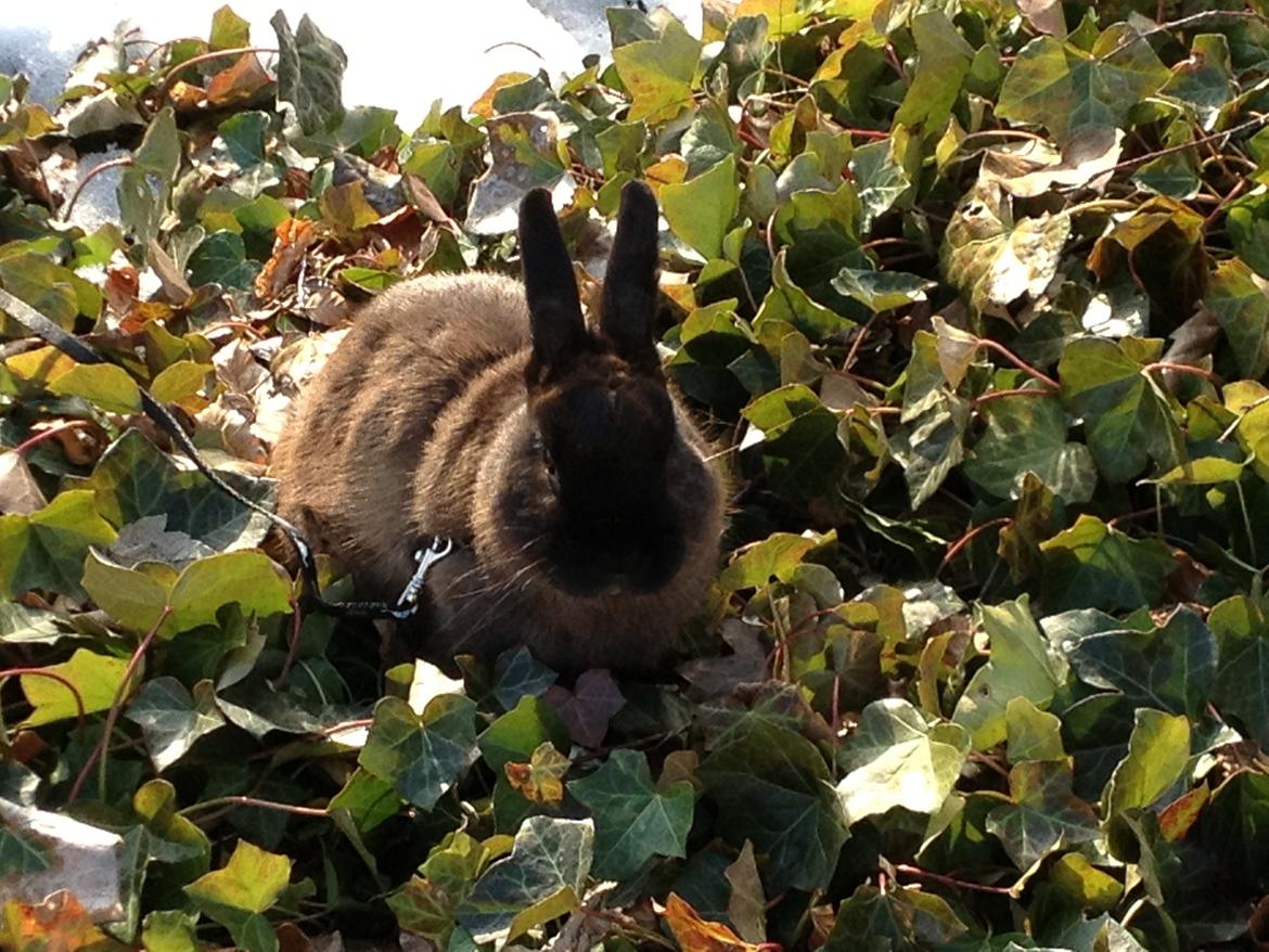 Kanin Malthe billede 18