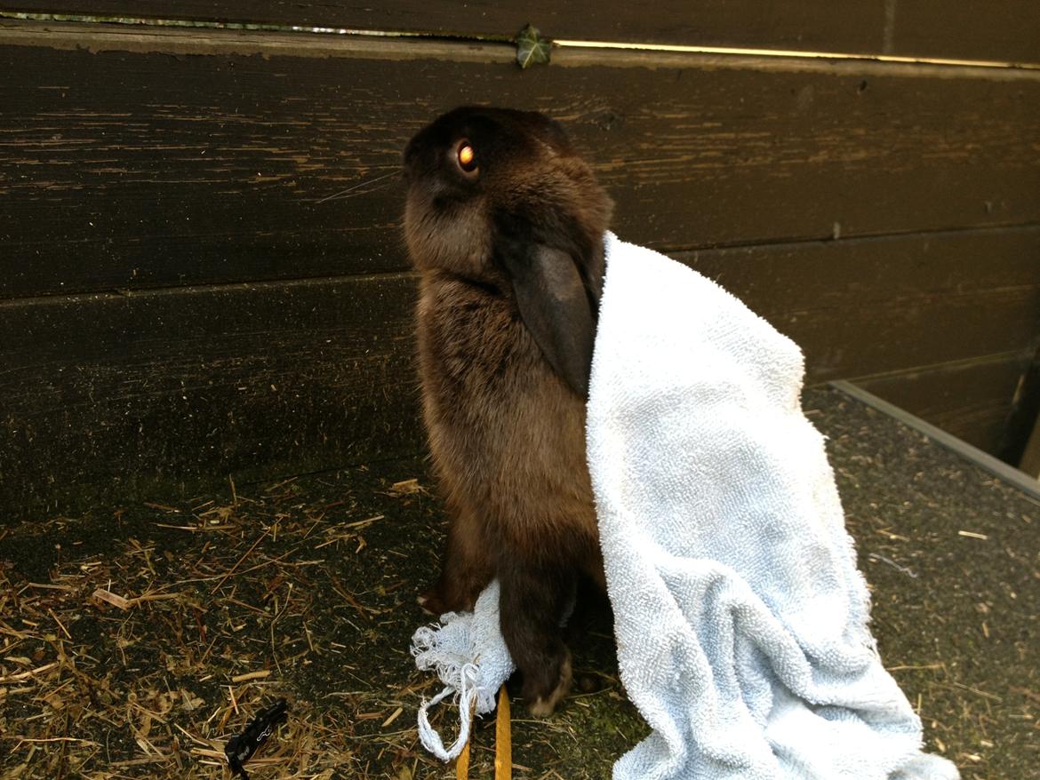 Kanin Malthe billede 19