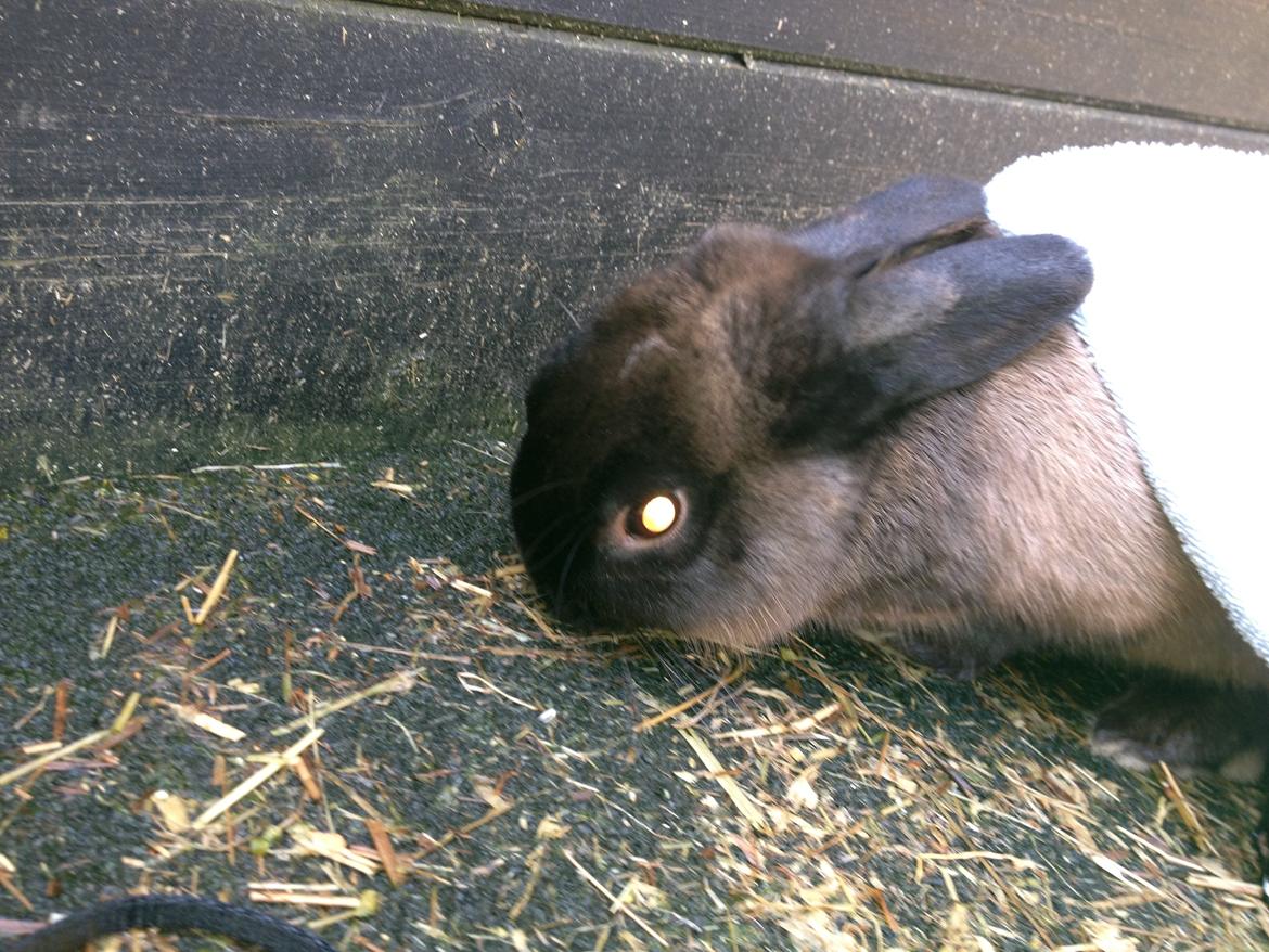 Kanin Malthe billede 20