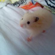 Hamster Malthes Futte