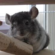 Chinchilla Groggi !