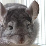 Chinchilla Groggi !