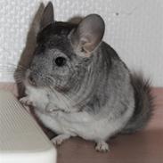 Chinchilla Groggi !