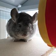 Chinchilla Groggi !