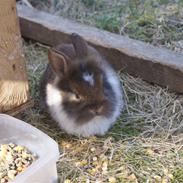 Kanin Destiny*Afleveret tilbag*