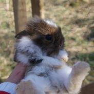 Kanin Destiny*Afleveret tilbag*