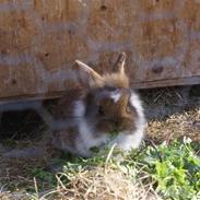 Kanin Destiny*Afleveret tilbag*