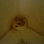 Dværghamster Rofus Aim R.i.p 13/10:(