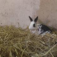 Kanin Kaptajn Martin Hoppeglad