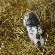 Kanin Kaptajn Martin Hoppeglad