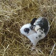 Kanin Kaptajn Martin Hoppeglad