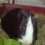 Marsvin Yasmin<3 *R.I.P*