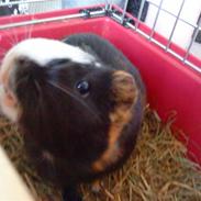 Marsvin Yasmin<3 *R.I.P*