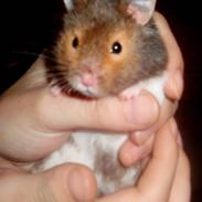 Hamster Teddy