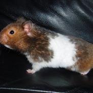 Hamster Teddy