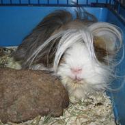 Marsvin Thomas Von Nitouche 