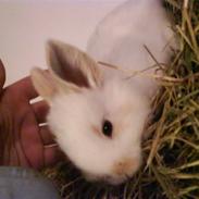 Kanin Fister Puf (*DØD*)