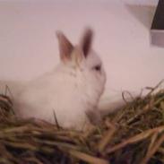 Kanin Fister Puf (*DØD*)