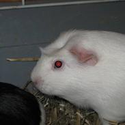 Marsvin Lille Plet .. 