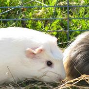 Marsvin Lille Plet .. 