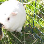 Marsvin Lille Plet .. 