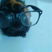 Marsvin Elvis >R.I.P.<