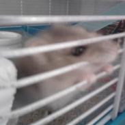 Dværghamster madonna