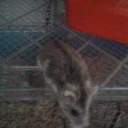 Dværghamster madonna