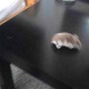 Dværghamster madonna