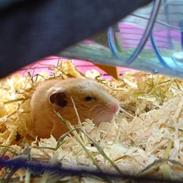 Hamster hamsi R.I.P