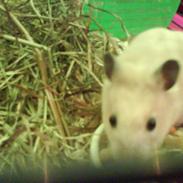 Hamster hamsi R.I.P