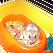 Dværghamster Tommelise NYBAGT MOR